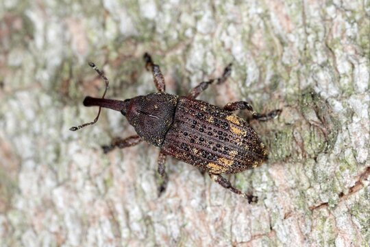 Pissodes piceae - a species of beetle from the weevil family - Curculionidae. The larvae of this insect develop under the bark of fir trees.