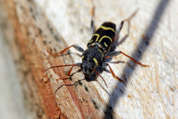 Longhorn beetle (Xylotrechus antilope, Cerambycidae). Female lays eggs in the oak bark