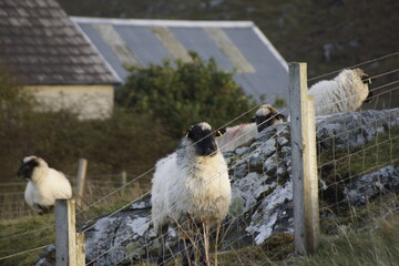 Sheep in a croft © cliftin