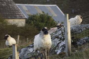 Sheep in a croft