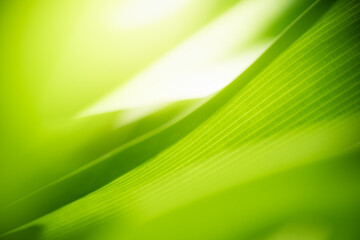 Nature of green leaf in garden at summer. Natural green leaves plants using as spring background cover page greenery environment ecology wallpaper