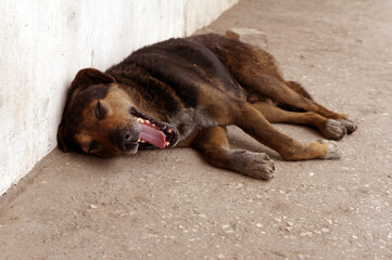 Homeless dog in a city street lying on the ground sleeping. Pets and people concept. Animal rights protection concept. 