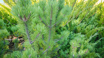 Wonderful spruce branch in sunlight