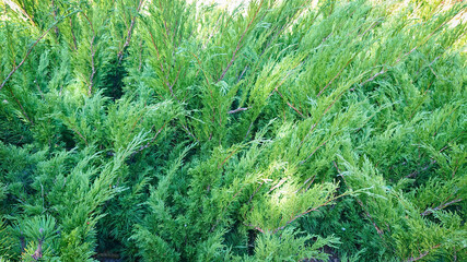 Wonderful spruce branch in sunlight