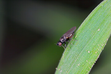 Oscinella frit is a European species of fly and member of the family Chloropidae. It is an agricultural pest causing damage to crops by boring into the young plants of oats, wheat, maize and barley.