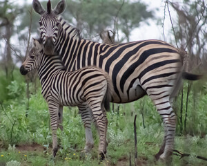 Protective mother zebra and baby zebra in the Kruger National Park, South Africa