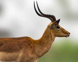 African male impala antelope buck with horns in the wild. Kruger National Park, South Africa