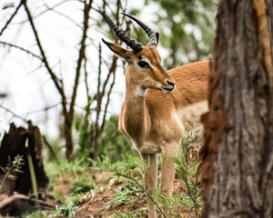 Naklejka na ściany i meble Impala hiding behind a tree in Kruger National Park, South Africa
