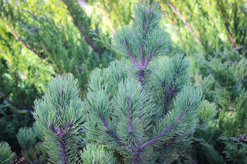 Wonderful spruce branch in sunlight