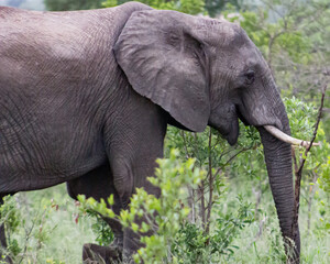 Smiling elephant in Kruger National Park, South Africa