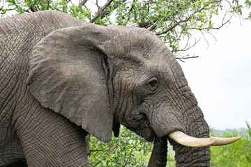 Close up of elephant eating. Elephant with trunk in its mouth. Kruger National Park, South Africa.