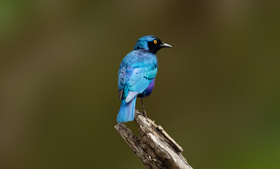 A greater blue-eared starling on a tree branch in Kruger National Park, South Africa