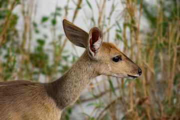 A grazing bushbuck antelope in the Kruger National Park, South Africa