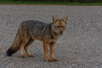 Fototapeta premium Close-up view of South American gray fox in Los Alerces National Park, Patagonia, Argentina
