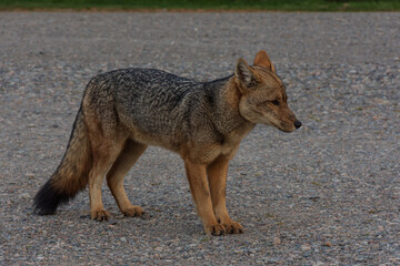 Close-up view of South American gray fox in Los Alerces National Park, Patagonia, Argentina