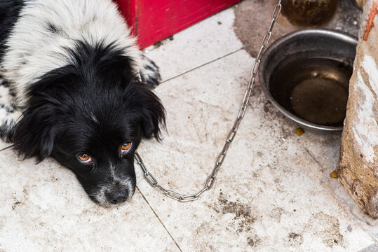 Chained Dog On Dirty Floor Near Bowl With Water. In A Street In Ho Chi Minh City, Vietnam.