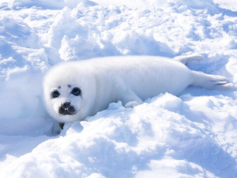 ハープシール Images Browse 15 Stock Photos Vectors And Video Adobe Stock ハープシール Images Browse 15 Stock Photos Vectors And Video Adobe Stock