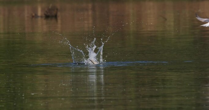 The common tern on a hunt from the Drava River