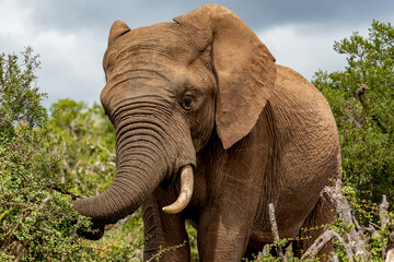Spiky elephant breakfast