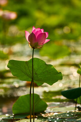 lotus flower and morning light