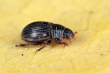 Psammodius asper - scarab beetles on a yellow leaf