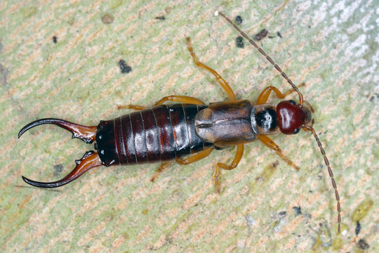 European earwig (Forficula auricularia) on the bark of a tree