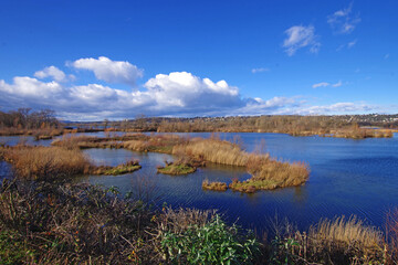 Balade hivernale au parc de Miribel Jonage