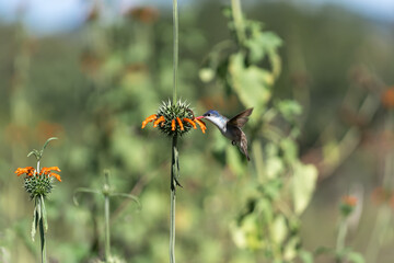 El colibrí se está alimentando del polen de la flor anaranjada.  © jesuschurion57