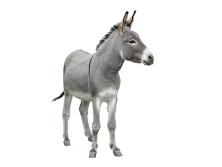 Zelfklevend Fotobehang donkey isolated on white background © fotomaster