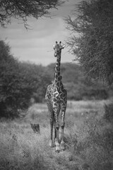 Massai- Giraffe ( Giraffidae ) © Sandro