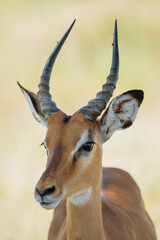 Schwarznasen- Impala ( Aepyceros melampus )