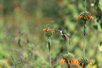 El colibrí se está acercando a la flor anaranjada para tomar su polen.  © jesuschurion57