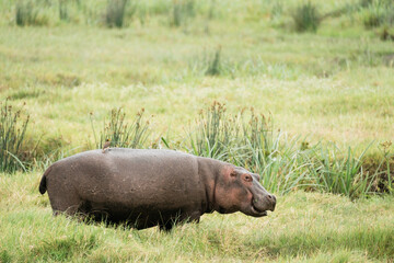 Nilpferd im Ngorongoro Krater