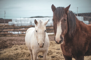 A couple of horses standing outside in winter paddock, white arabian horse and bai draft horse