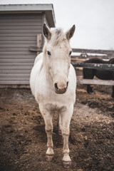 Cute little white arabian horse standing outside in winter