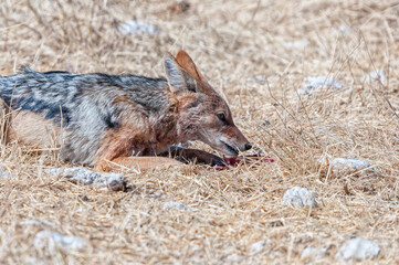 Black-backed jackal, Canis mesomelas, eating piece of meat