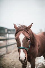 Obraz premium Cute young quarter horse equine standing outside in winter, curious and happy
