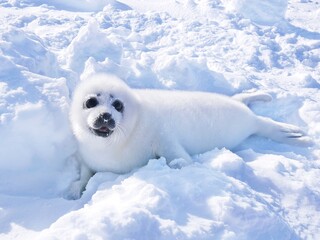 鳴くタテゴトアザラシの赤ちゃん（カナダのマドエーヌ島近くの流氷の上にて） © Traveller Tomo
