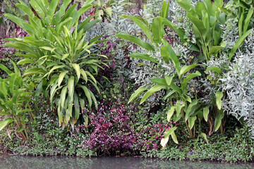 Scenic river bank tropical garden plants, southeast Asia