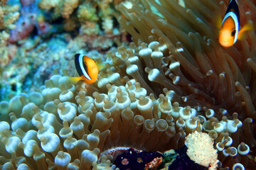 Fototapeta na wymiar Anemone Fish
