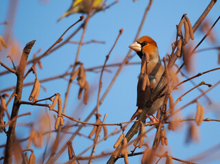 Kernbeißer,  Coccothraustes coccothraustes in einer Haselnuß Staude.