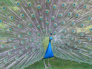 Obraz premium An Indian peacock displaying his colourful feathers at the Harcourt Arboretum, Oxford. 