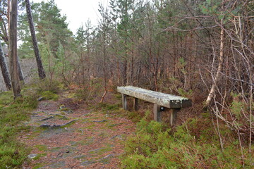 A bench on the nature walk in forest in Scotland, The Highlands 