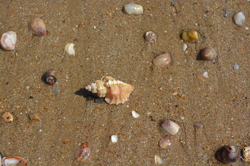 A close up photo of a shell on the sandy Mediterranean beach, France.