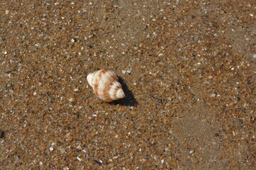A close up photo of a shell on the sandy Mediterranean beach, France. 
