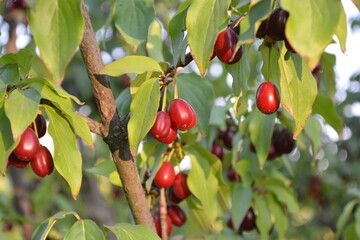 A close-up of beautifully rippen red Cornus mas, the Cornelian cherry, European cornel or Cornelian cherry dogwood, on the branch ready to pick up on a sunny day.