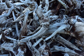 Pile of wood roots. Root from tree from peat bogs. Roots from trees after draining a swamp for peat and oil extraction. Gray wooden background of dead trees. Texture of dry birch and pine branches