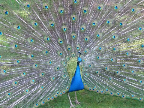 An Indian peacock displaying his colourful feathers at the Harcourt Arboretum, Oxford. 