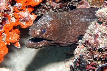 Moray eel