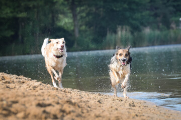 Two wet dogs are running on the sand. She is really good swimmer.
